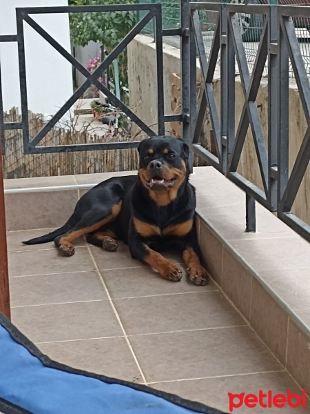 Rottweiler, Köpek  Bella fotoğrafı