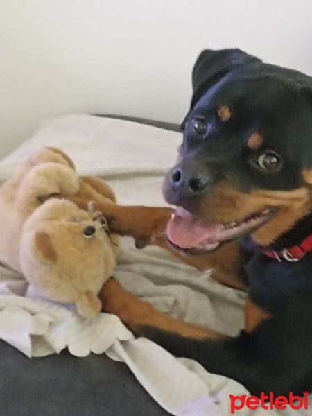 Rottweiler, Köpek  Bella fotoğrafı