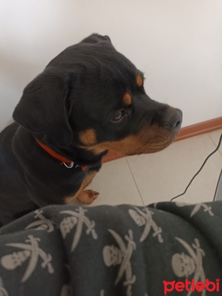 Rottweiler, Köpek  Bella fotoğrafı