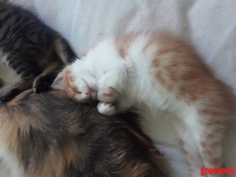 Sarman, Kedi  Tunç fotoğrafı
