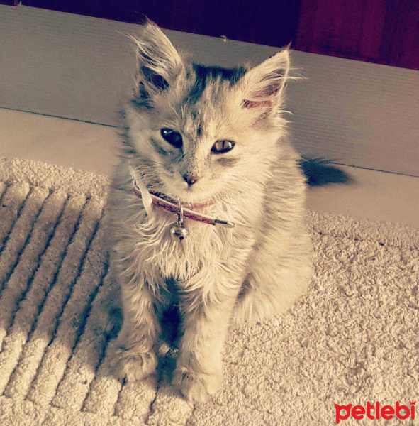 Tekir Kedi, Kedi  Duman fotoğrafı