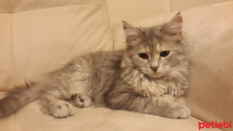 Tekir Kedi, Kedi  Duman fotoğrafı