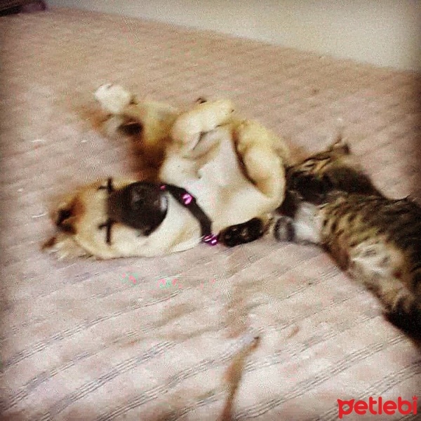 Kangal, Köpek  Şalgam fotoğrafı