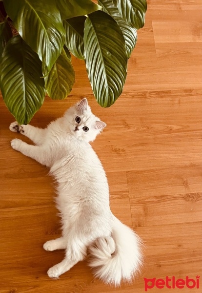 British Longhair, Kedi  Venüs fotoğrafı
