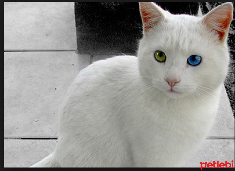 Van Kedisi, Kedi  pati fotoğrafı