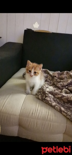 Tekir Kedi, Kedi  Minnoş fotoğrafı
