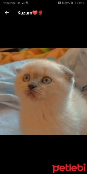 Scottish Fold, Kedi  Mia fotoğrafı