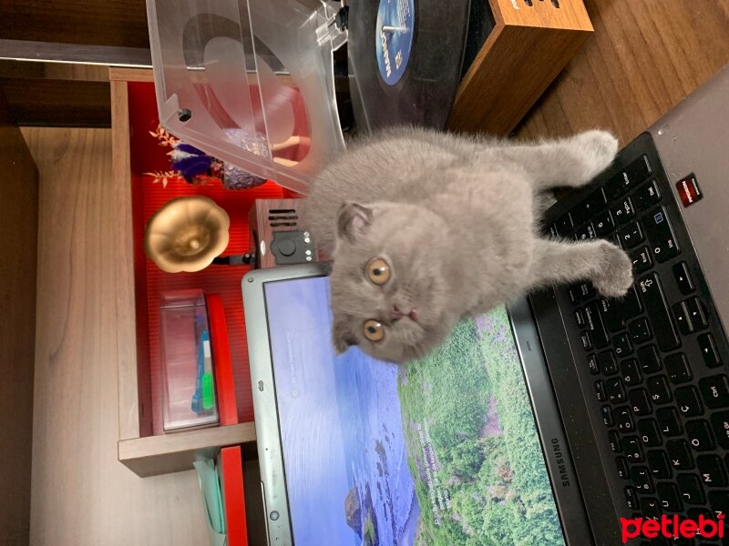 Scottish Fold, Kedi  Üzüm fotoğrafı