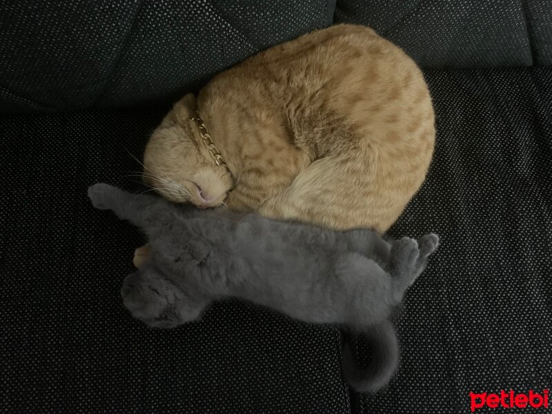 Scottish Fold, Kedi  Üzüm fotoğrafı