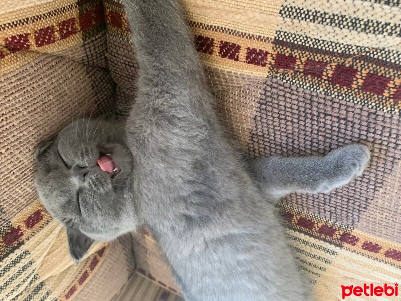 Scottish Fold, Kedi  Üzüm fotoğrafı