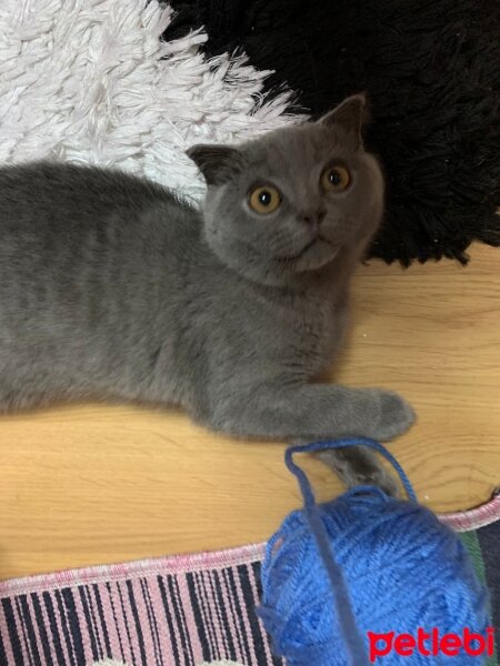 Scottish Fold, Kedi  Üzüm fotoğrafı