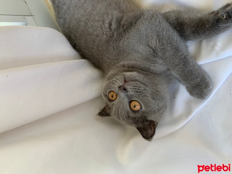 Scottish Fold, Kedi  Üzüm fotoğrafı