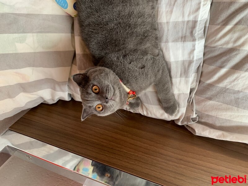 Scottish Fold, Kedi  Üzüm fotoğrafı