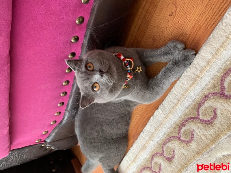 Scottish Fold, Kedi  Üzüm fotoğrafı