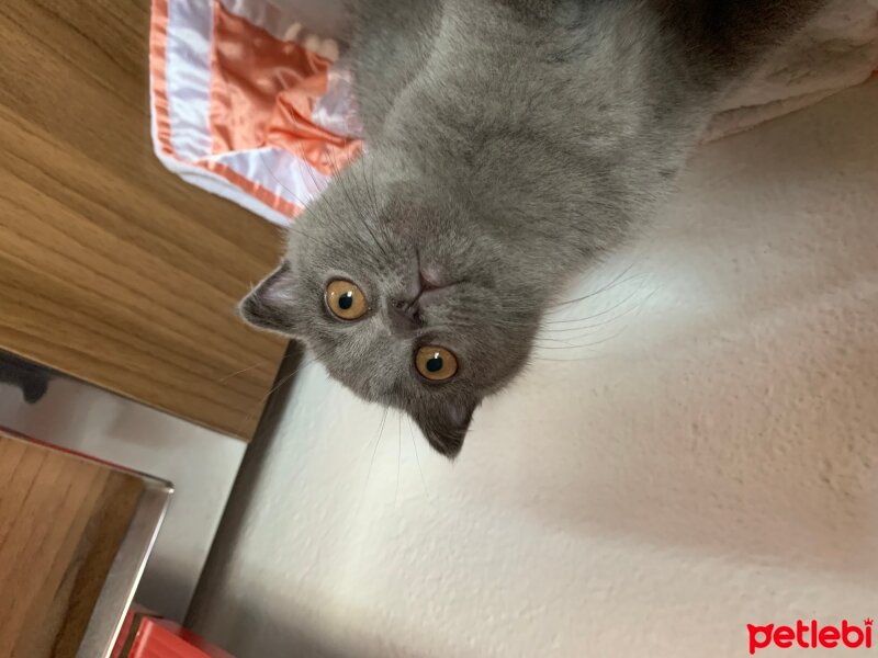 Scottish Fold, Kedi  Üzüm fotoğrafı