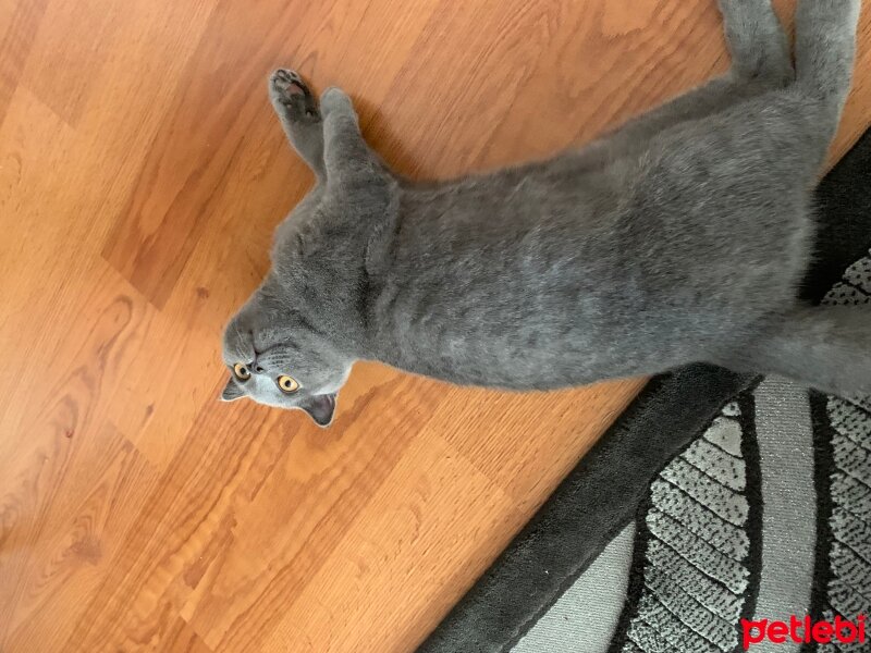 Scottish Fold, Kedi  Üzüm fotoğrafı