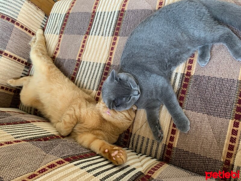 Scottish Fold, Kedi  Üzüm fotoğrafı