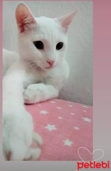 Van Kedisi, Kedi  Süt fotoğrafı