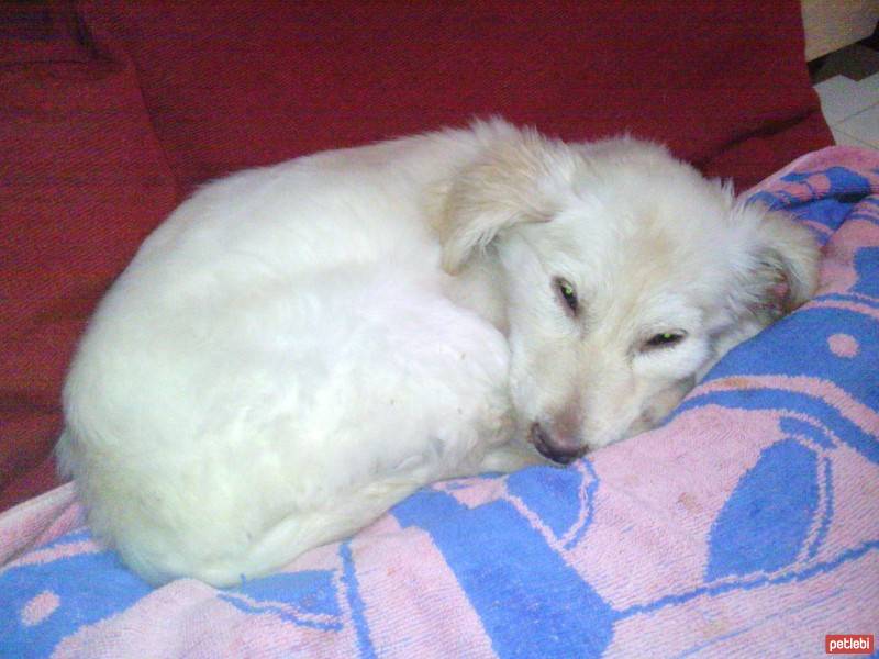 Golden Retriever, Köpek  sansli fotoğrafı