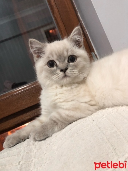British Shorthair, Kedi  Bulut fotoğrafı