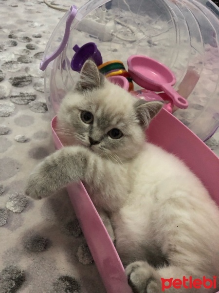 British Shorthair, Kedi  Bulut fotoğrafı