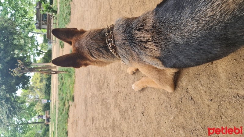 Alman Çoban Köpeği, Köpek  Max fotoğrafı