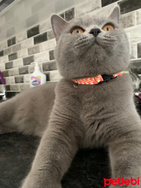British Shorthair, Kedi  Balım fotoğrafı