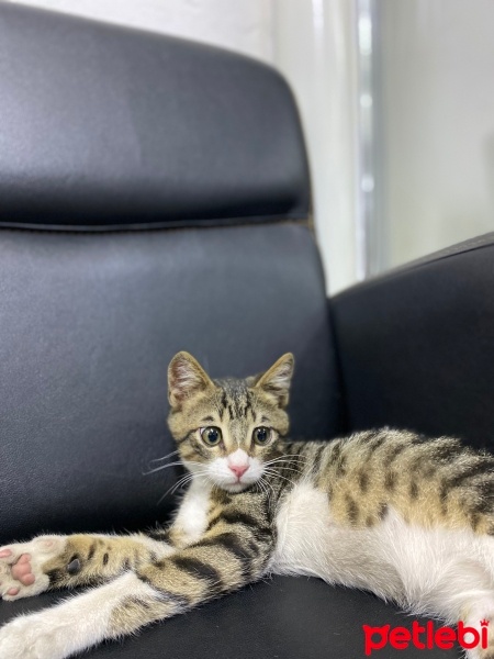 Tekir Kedi, Kedi  Şanslı fotoğrafı