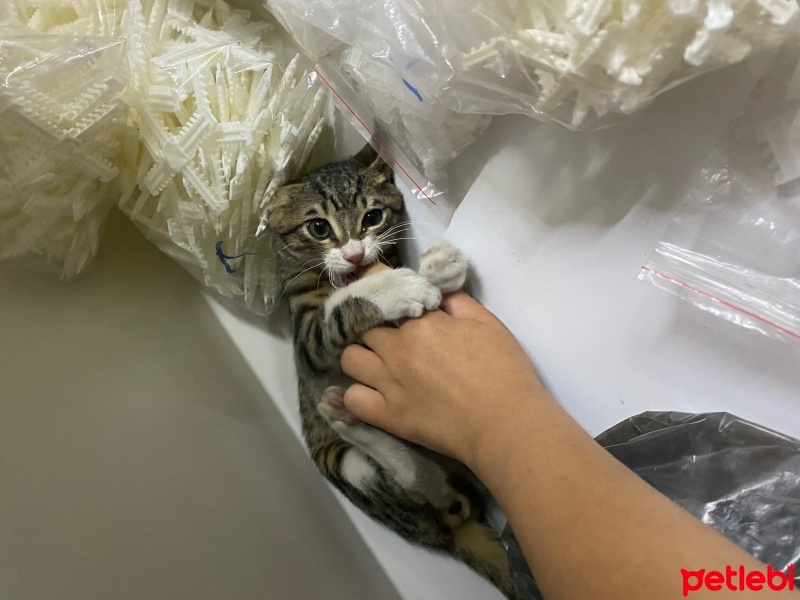 Tekir Kedi, Kedi  Şanslı fotoğrafı