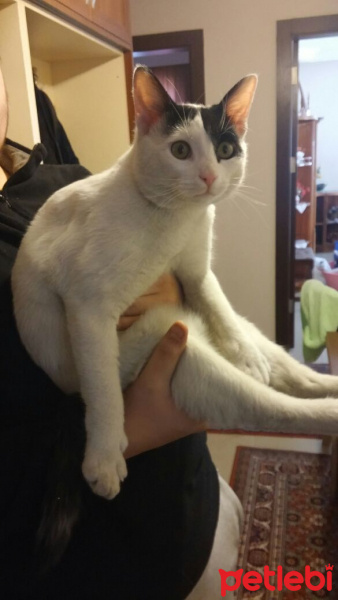 Van Kedisi, Kedi  Paklava fotoğrafı