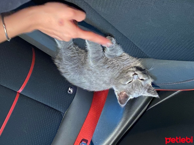 British Shorthair, Kedi  Paşa fotoğrafı