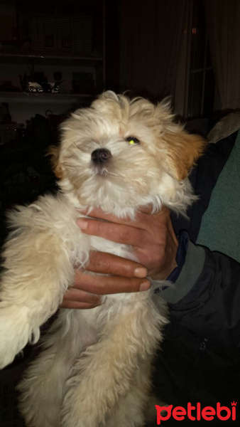 Maltese, Köpek  EFES fotoğrafı