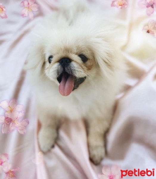 Pekingese, Köpek  Sushi fotoğrafı