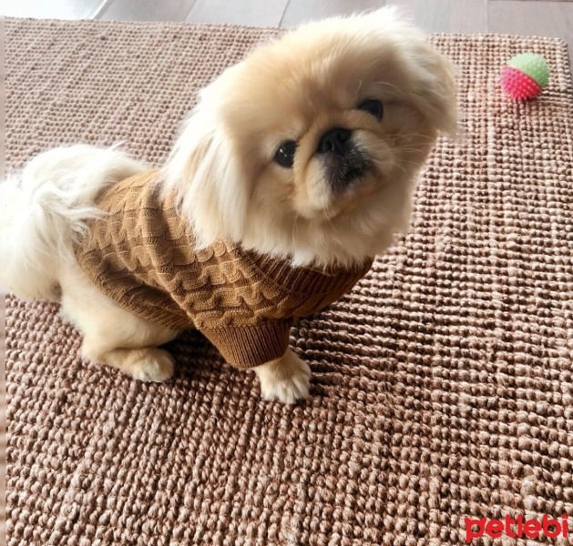 Pekingese, Köpek  Sushi fotoğrafı