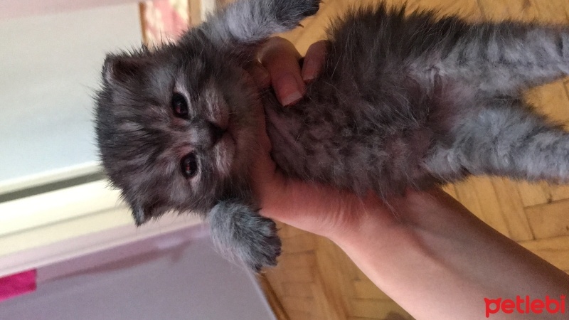 Scottish Fold, Kedi  Fiko fotoğrafı
