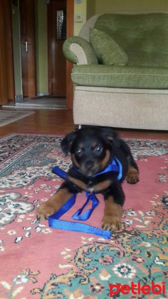 Rottweiler, Köpek  Gece fotoğrafı