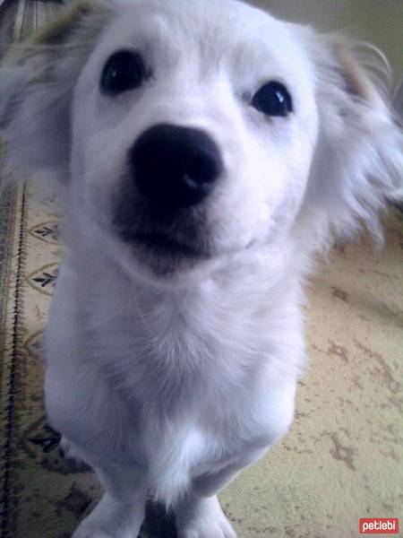 Samoyed, Köpek  Paşa fotoğrafı