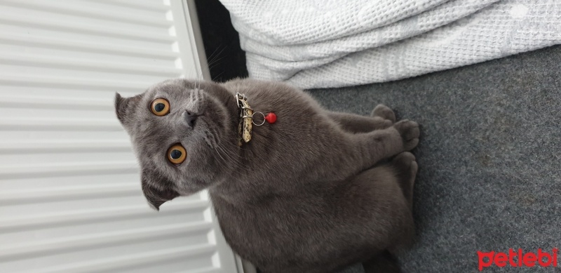 Scottish Fold, Kedi  Duman fotoğrafı