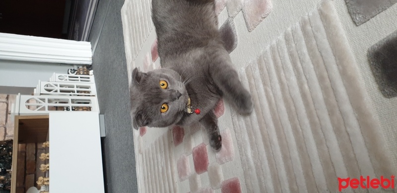 Scottish Fold, Kedi  Duman fotoğrafı