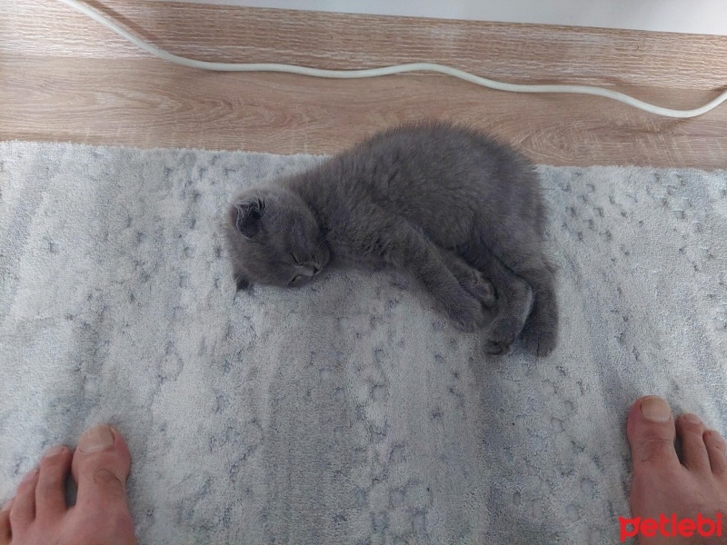 Scottish Fold, Kedi  Tom fotoğrafı