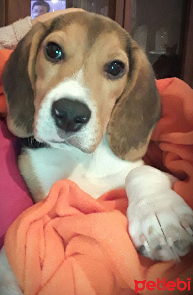 Beagle, Köpek  carlos fotoğrafı