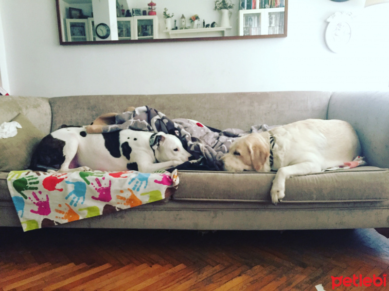 Labrador Retriever, Köpek  LAİKA fotoğrafı