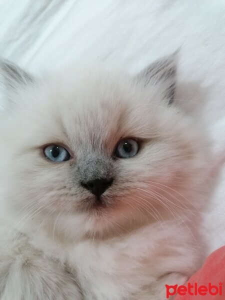 British Longhair, Kedi  PAMUK fotoğrafı