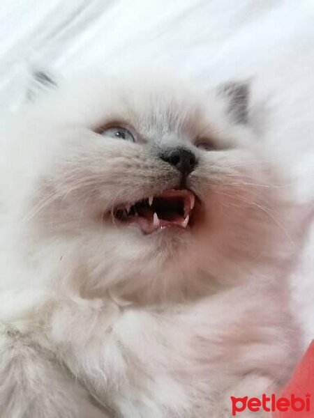 British Longhair, Kedi  PAMUK fotoğrafı