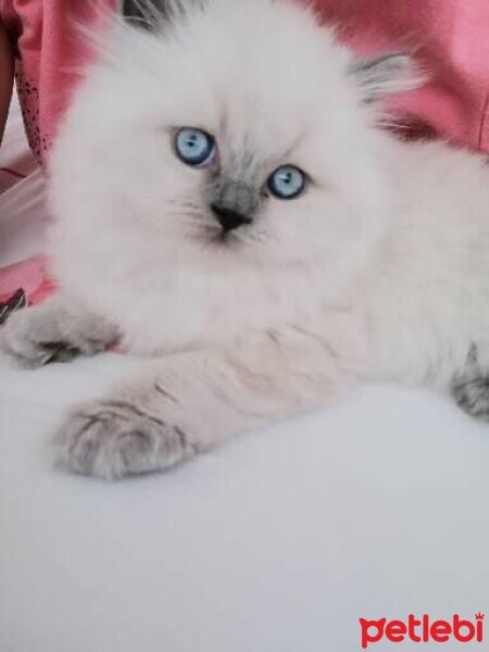 British Longhair, Kedi  PAMUK fotoğrafı