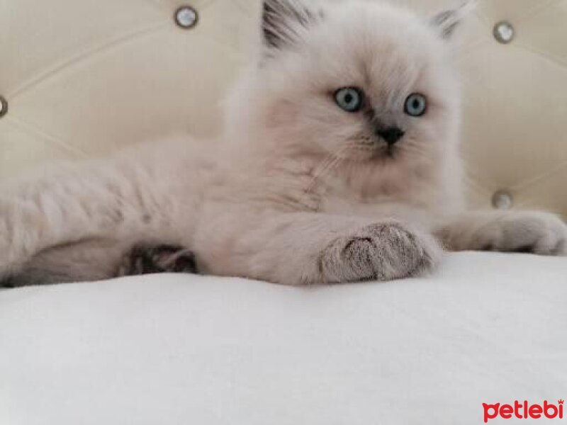 British Longhair, Kedi  PAMUK fotoğrafı