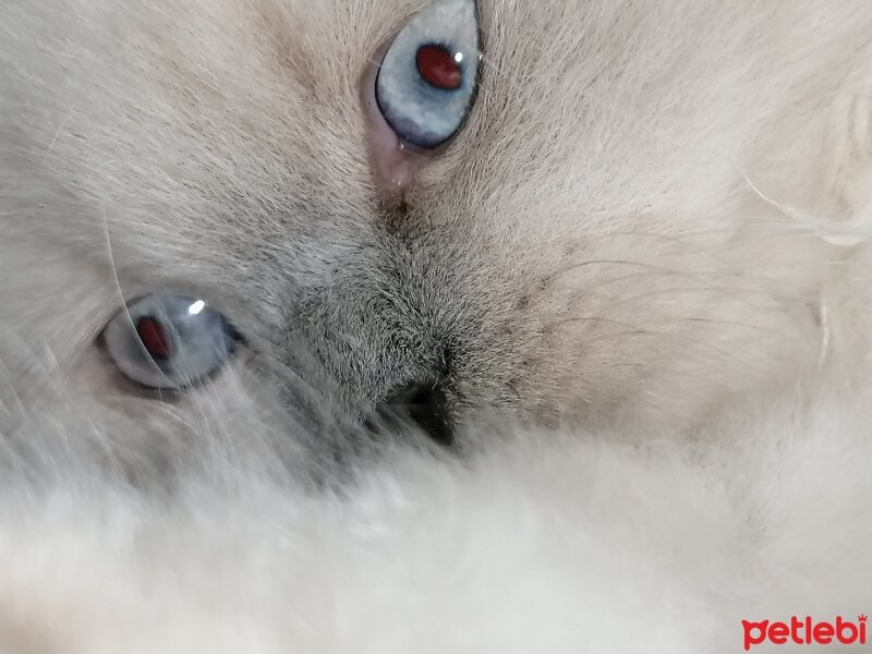 British Longhair, Kedi  PAMUK fotoğrafı