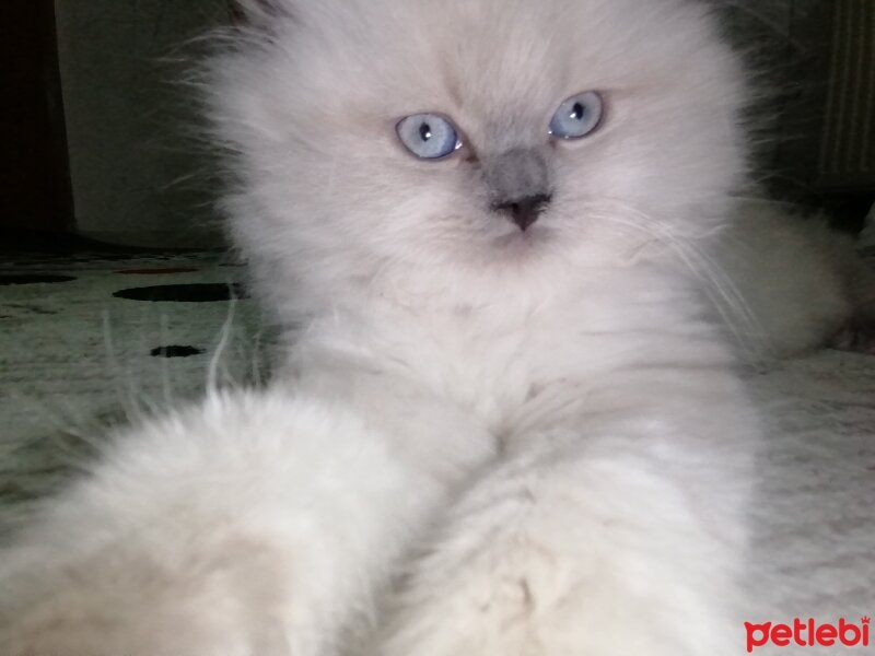 British Longhair, Kedi  PAMUK fotoğrafı