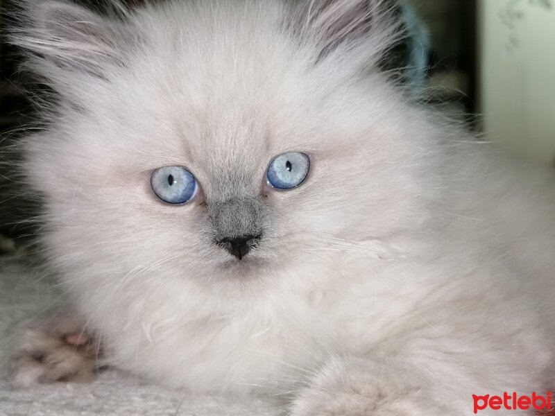 British Longhair, Kedi  PAMUK fotoğrafı