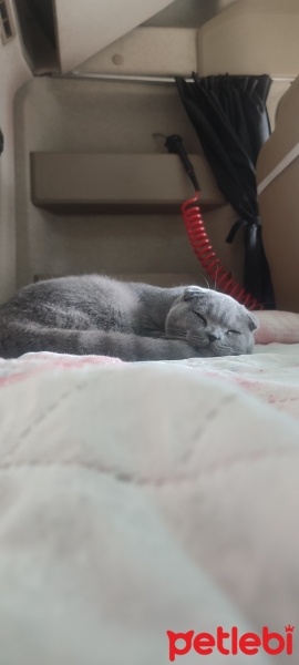 British Shorthair, Kedi  Duman fotoğrafı